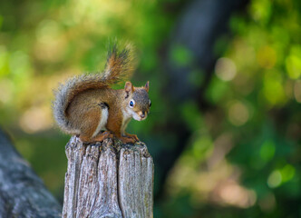 Red Squirrel on a Tree Stump in Sunlight – Curious Woodland Moment