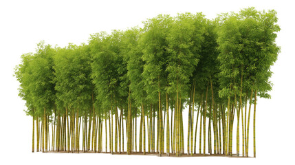 Obraz premium Green Bamboo Forest: A vibrant row of bamboo trees, their slender stalks and lush green foliage creating a tranquil and natural scene.