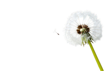 Dandelion seed head with dispersing seed on transparent background