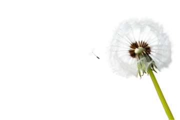 Dandelion seed head with dispersing seed on transparent background