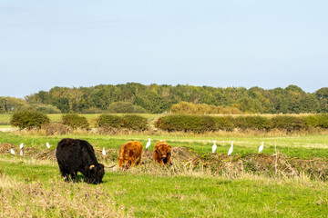 Scottish Highland Cow