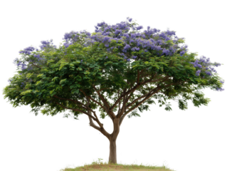 Blooming Jacaranda: A vibrant jacaranda tree stands in full bloom, showcasing its lush green foliage and striking purple flowers, a testament to nature's beauty.