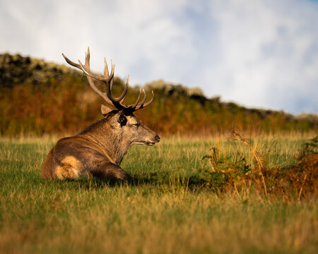 deer in the field - Powered by Adobe