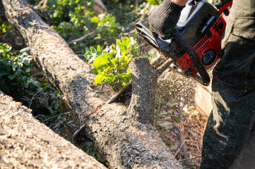 A man cuts a tree with a chainsaw