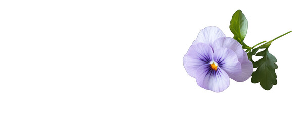 Delicate purple pansy flower isolated on transparent background floral blossom with detailed veins and green leaves botanical illustration