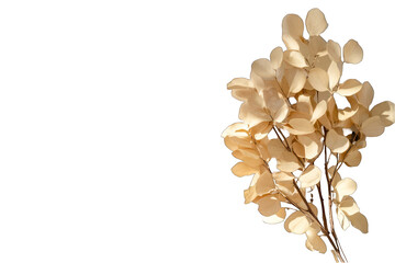 Dried branch with round leaves isolated on transparent background