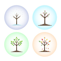 The life cycle of a tree at different times of the year: winter snow, spring flowers, summer green leaves and autumn leaf fall. Vector illustration of icons in the circles of the seasons