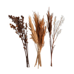 Dried decorative grasses arrangement on transparent background
