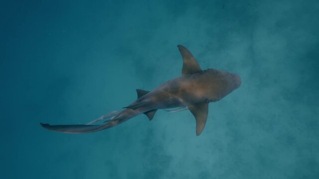 A mother nurse shark swims calmly near the ocean floor, closely followed by her baby sharks in the clear tropical waters of the Maldives, showcasing rare and peaceful marine family behavior