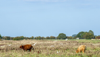 Scottish Highland Cow