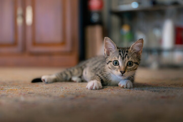Cute young kitten laying in front of camera looking at camera