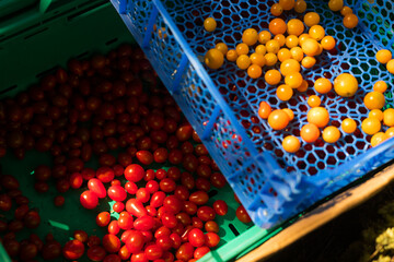 Fresh vegetables at small local urban market. Organic produce on sale at outdoor farmer market. Selling fresh crops and veggies harvest. European urban setting. Close up. Part of the series