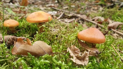 Orange-brown mushroom on the forest floor growing among autumn leaves, grass and ground in the Czech woods. Concept of autumn foraging, forest ecosystem and hidden treasures in woodland.