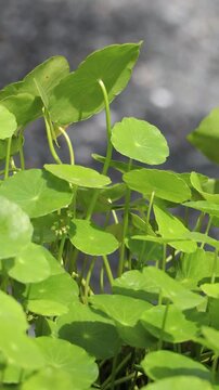 Gotu kola tree or Asiatic pennywort or Indian pennywort
