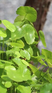 Gotu kola tree or Asiatic pennywort or Indian pennywort
