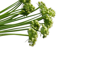 Elegant floral umbel with buds against transparent backdrop