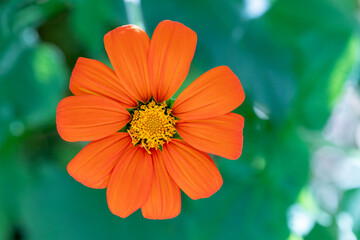 orange flower in the garden