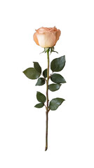 Elegant peach rose single bloom transparent background flower blossom floral cutout