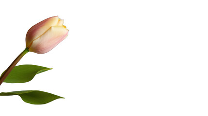 Elegant tulip flower blossom on transparent background macro floral photography