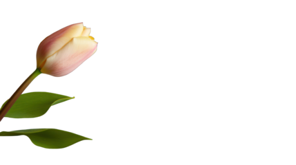 Elegant tulip flower blossom on transparent background macro floral photography