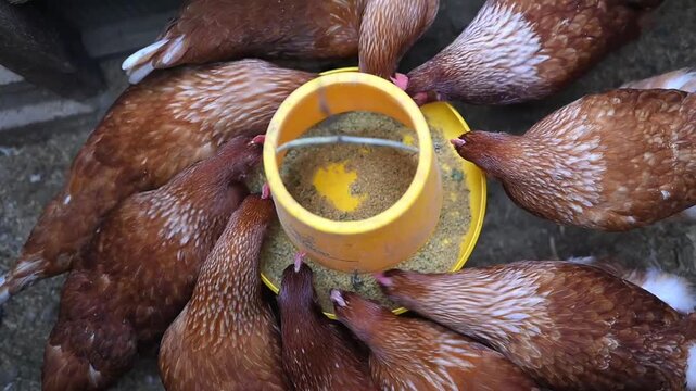 A group of laying hens are eating from a yellow feeding trough. Video taken from above