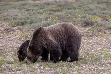 Sow Grizzly Bear and her Cub in Grand Teton National Park Wyoming in Springtime