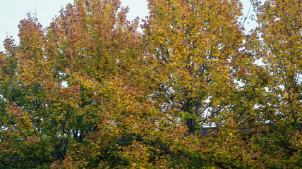 Vibrant Autumn Foliage 