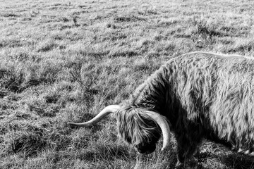 Scottish Highland Cow