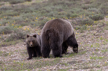 Naklejka premium Sow Grizzly Bear and her Cub in Grand Teton National Park Wyoming in Springtime