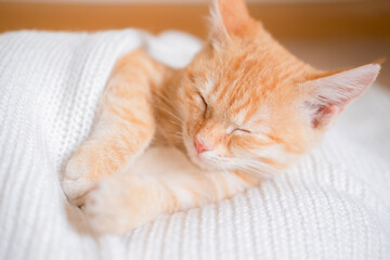Little red-haired kitten on a white sweater