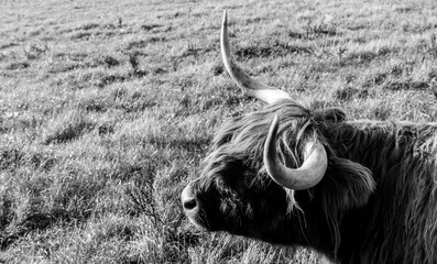 Scottish Highland Cow
