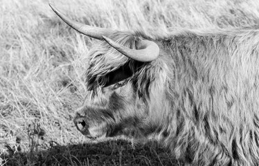 Scottish Highland Cow