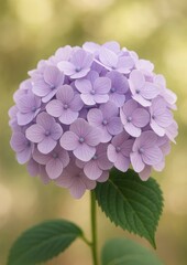 Obraz premium Vibrant purple hydrangea bloom