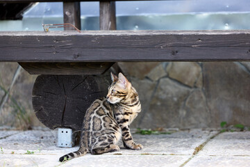 Adorable Bengal Kitten Sitting Outdoors on Stone Pavement