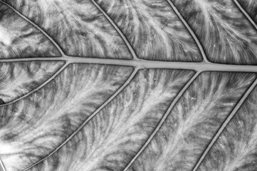 Closeup  of a Tropical Leaf with Veins and Texture in Black and White.
