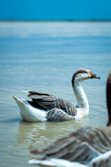 Majestic swan goose floats gracefully on serene blue water with natural light