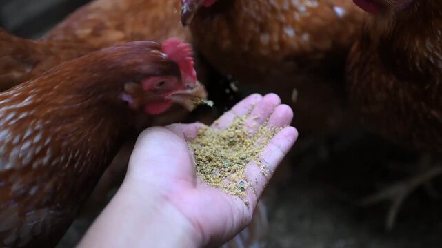 laying hens are fed by hand