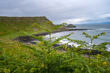 Landschaft mit Farnen an der Küste in Nordirland