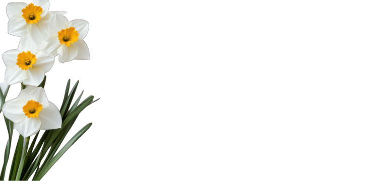 Floral arrangement of daffodil on transparent background spring flower blossom still life