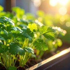 Close-up of fresh green herbs growing in a garden with sunlight