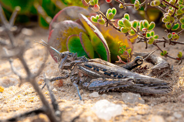 Close-up of a camouflaged grasshopper in the African desert