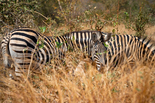 Close-up of a zebra on the African savanna