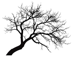 Silhouette of a bare tree