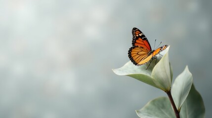 A delicate monarch butterfly perched gracefully on a soft, silvery green leaf, a symbol of tranquility and the beauty of nature's gentle touch
