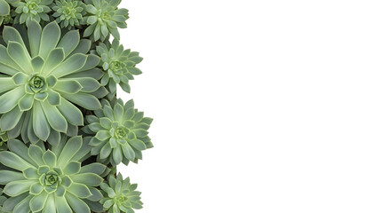 Echeveria Succulents on Black Background