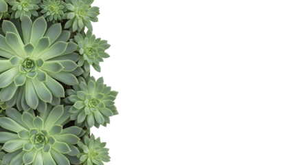 Echeveria Succulents on Black Background