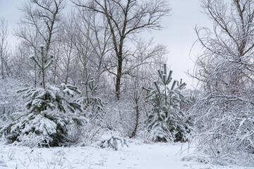 Pine seedlings at сhristmas tree farm in winter. Young spruce in deep white snow in new forest. Evergreen coniferous tree in cold temperature. Reforestation concept and plant nursery. Pine woodland.