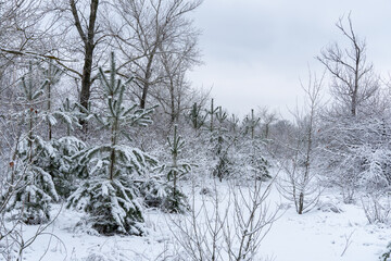 Pine seedlings at сhristmas tree farm in winter. Young spruce in deep white snow in new forest. Evergreen coniferous tree in cold temperature. Reforestation concept and plant nursery. Pine woodland.
