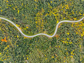 Direct overhead shot of an S-curve road cutting through an extremely dense blanket of green conifer and brightly scattered yellow deciduous forest canopy