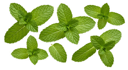 Fresh Mint Leaves on Black Background